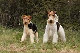 FOX TERRIER 515